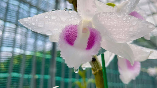 Hoa Lan Thành Hiệp - Tiệm Hoa Hoa lan hồ điệp Bình Phước