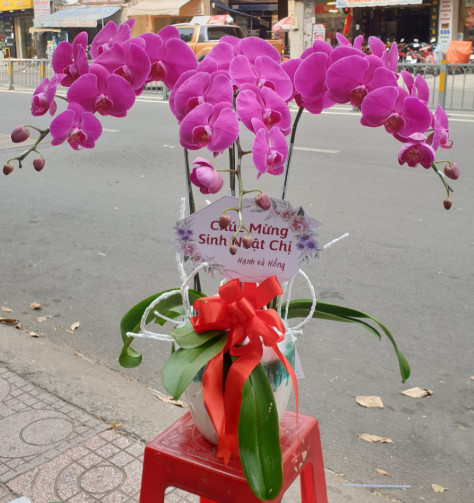 Shop Hoa Tại Tuyên Quang - Linh Flower - Tiệm Hoa Hoa lan hồ điệp Tuyên Quang