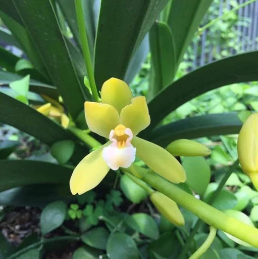 Hoa lan Thanh Phong - Tiệm Hoa Hoa lan hồ điệp Bình Phước