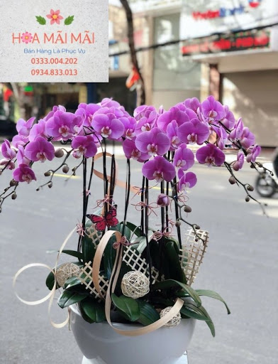 Shop Hoa Lan Hồ Điệp Pleiku Gia Lai - Điện Hoa Pleiku - Tiệm Hoa Hoa lan hồ điệp Gia Lai