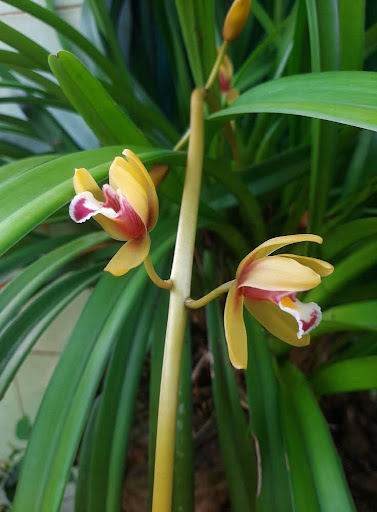 Cá cảnh - Hoa lan Đại Thắng - Tiệm Hoa Hoa Tốt Nghiệp Phú Yên