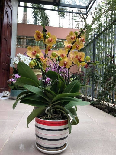 Hoa tươi Thái Nguyên - Tiệm Hoa Hoa Tốt Nghiệp Thái Nguyên