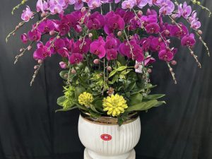 chậu lan hồ điệp, chậu lan hồ điệp đẹp, chậu lan hồ điệp khai trương, chậu lan hồ điệp sinh nhật