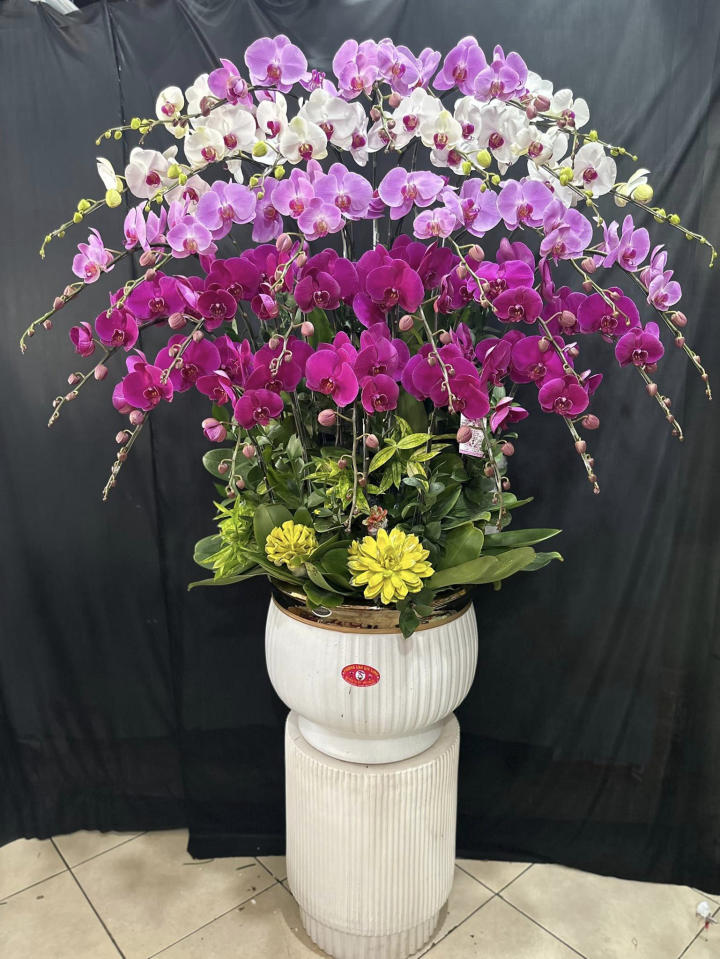 chậu lan hồ điệp, chậu lan hồ điệp đẹp, chậu lan hồ điệp khai trương, chậu lan hồ điệp sinh nhật