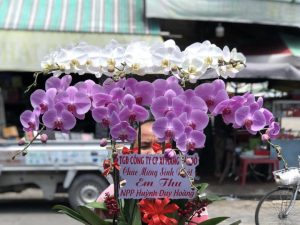 chậu lan hồ điệp, chậu lan hồ điệp đẹp, chậu lan hồ điệp khai trương, chậu lan hồ điệp sinh nhật