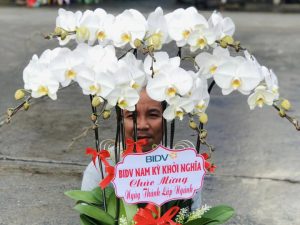 chậu lan hồ điệp, chậu lan hồ điệp đẹp, chậu lan hồ điệp khai trương, chậu lan hồ điệp sinh nhật