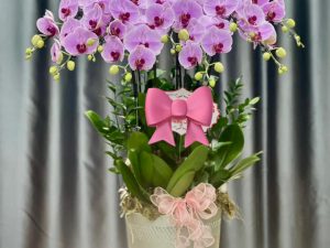 chậu lan hồ điệp, chậu lan hồ điệp đẹp, chậu lan hồ điệp khai trương, chậu lan hồ điệp sinh nhật