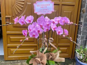 chậu lan hồ điệp, chậu lan hồ điệp đẹp, chậu lan hồ điệp khai trương, chậu lan hồ điệp sinh nhật