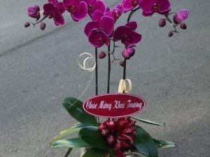 chậu lan hồ điệp, chậu lan hồ điệp đẹp, chậu lan hồ điệp khai trương, chậu lan hồ điệp sinh nhật