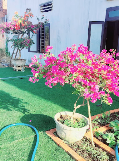 VƯỜN HOA GIẤY PHÚ THIỆN - Tiệm hoa tại Huyện Phú Thiện, Gia Lai