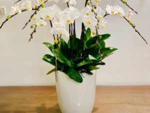 chậu lan hồ điệp, chậu lan hồ điệp đẹp, chậu lan hồ điệp khai trương, chậu lan hồ điệp sinh nhật