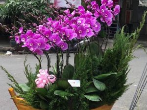 chậu lan hồ điệp, chậu lan hồ điệp đẹp, chậu lan hồ điệp khai trương, chậu lan hồ điệp sinh nhật