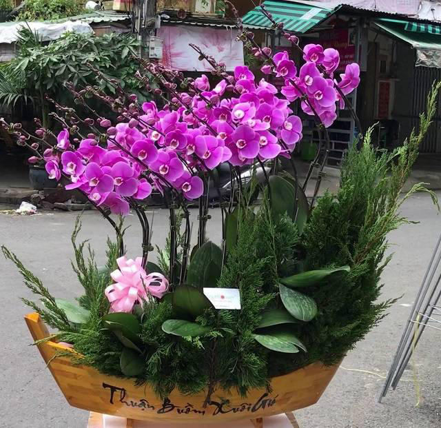 chậu lan hồ điệp, chậu lan hồ điệp đẹp, chậu lan hồ điệp khai trương, chậu lan hồ điệp sinh nhật