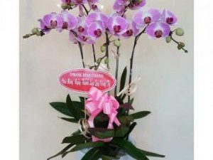 chậu lan hồ điệp, chậu lan hồ điệp đẹp, chậu lan hồ điệp khai trương, chậu lan hồ điệp sinh nhật