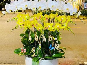 chậu lan hồ điệp, chậu lan hồ điệp đẹp, chậu lan hồ điệp khai trương, chậu lan hồ điệp sinh nhật