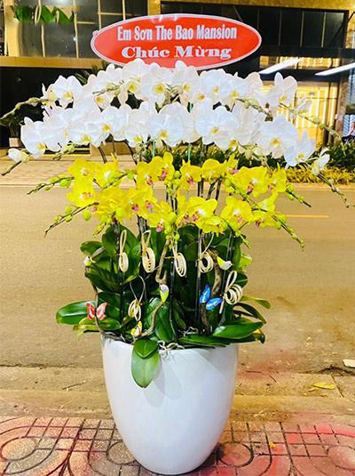 chậu lan hồ điệp, chậu lan hồ điệp đẹp, chậu lan hồ điệp khai trương, chậu lan hồ điệp sinh nhật