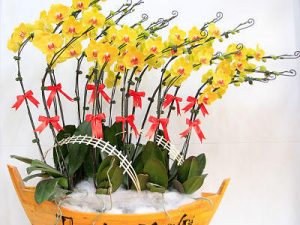 chậu lan hồ điệp, chậu lan hồ điệp đẹp, chậu lan hồ điệp khai trương, chậu lan hồ điệp sinh nhật