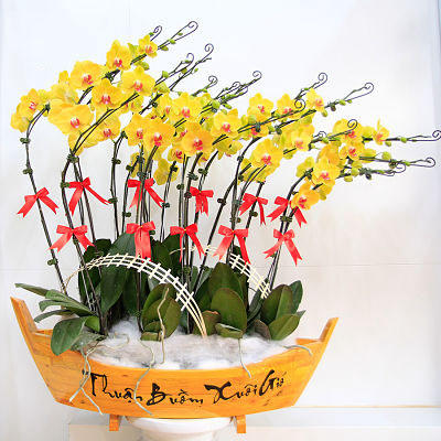 chậu lan hồ điệp, chậu lan hồ điệp đẹp, chậu lan hồ điệp khai trương, chậu lan hồ điệp sinh nhật