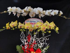 chậu lan hồ điệp, chậu lan hồ điệp đẹp, chậu lan hồ điệp khai trương, chậu lan hồ điệp sinh nhật