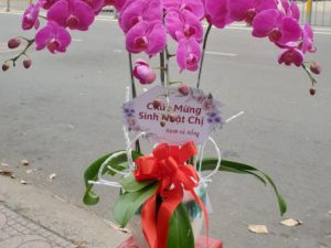 chậu lan hồ điệp, chậu lan hồ điệp đẹp, chậu lan hồ điệp khai trương, chậu lan hồ điệp sinh nhật