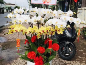 chậu lan hồ điệp, chậu lan hồ điệp đẹp, chậu lan hồ điệp khai trương, chậu lan hồ điệp sinh nhật