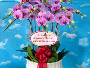 chậu lan hồ điệp, chậu lan hồ điệp đẹp, chậu lan hồ điệp khai trương, chậu lan hồ điệp sinh nhật