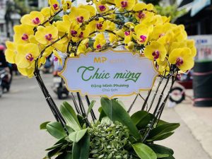 chậu lan hồ điệp, chậu lan hồ điệp đẹp, chậu lan hồ điệp khai trương, chậu lan hồ điệp sinh nhật