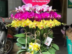 chậu lan hồ điệp, chậu lan hồ điệp đẹp, chậu lan hồ điệp khai trương, chậu lan hồ điệp sinh nhật