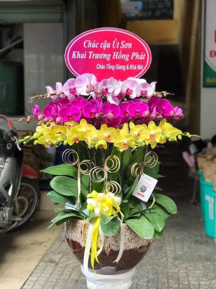 chậu lan hồ điệp, chậu lan hồ điệp đẹp, chậu lan hồ điệp khai trương, chậu lan hồ điệp sinh nhật