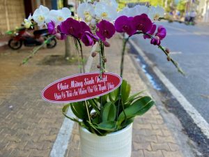 chậu lan hồ điệp, chậu lan hồ điệp đẹp, chậu lan hồ điệp khai trương, chậu lan hồ điệp sinh nhật