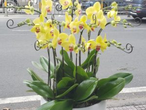 chậu lan hồ điệp, chậu lan hồ điệp đẹp, chậu lan hồ điệp khai trương, chậu lan hồ điệp sinh nhật