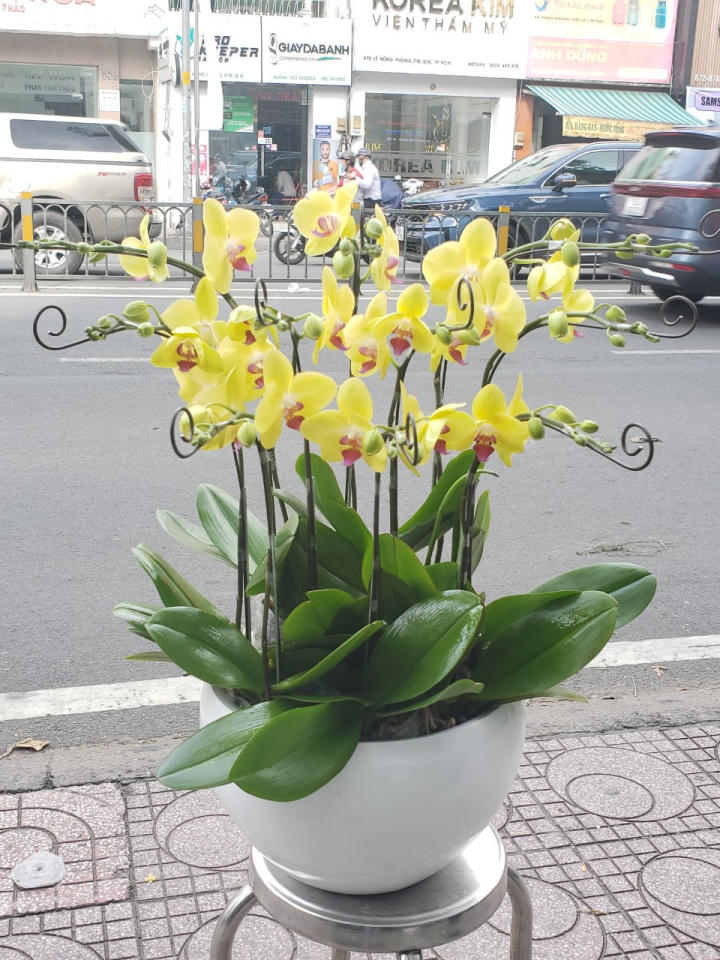 chậu lan hồ điệp, chậu lan hồ điệp đẹp, chậu lan hồ điệp khai trương, chậu lan hồ điệp sinh nhật