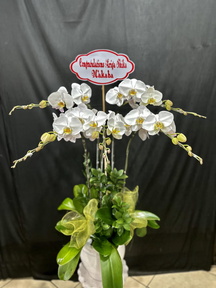 chậu lan hồ điệp, chậu lan hồ điệp đẹp, chậu lan hồ điệp khai trương, chậu lan hồ điệp sinh nhật