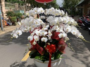 chậu lan hồ điệp, chậu lan hồ điệp đẹp, chậu lan hồ điệp khai trương, chậu lan hồ điệp sinh nhật