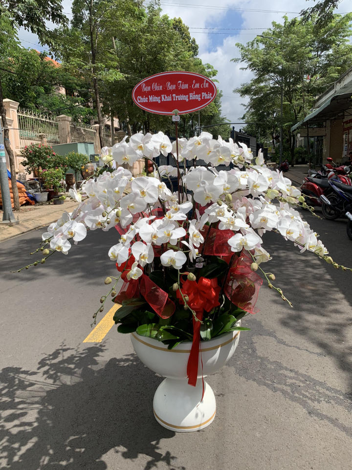 chậu lan hồ điệp, chậu lan hồ điệp đẹp, chậu lan hồ điệp khai trương, chậu lan hồ điệp sinh nhật