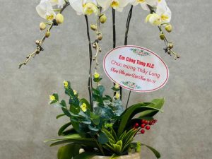 chậu lan hồ điệp, chậu lan hồ điệp đẹp, chậu lan hồ điệp khai trương, chậu lan hồ điệp sinh nhật