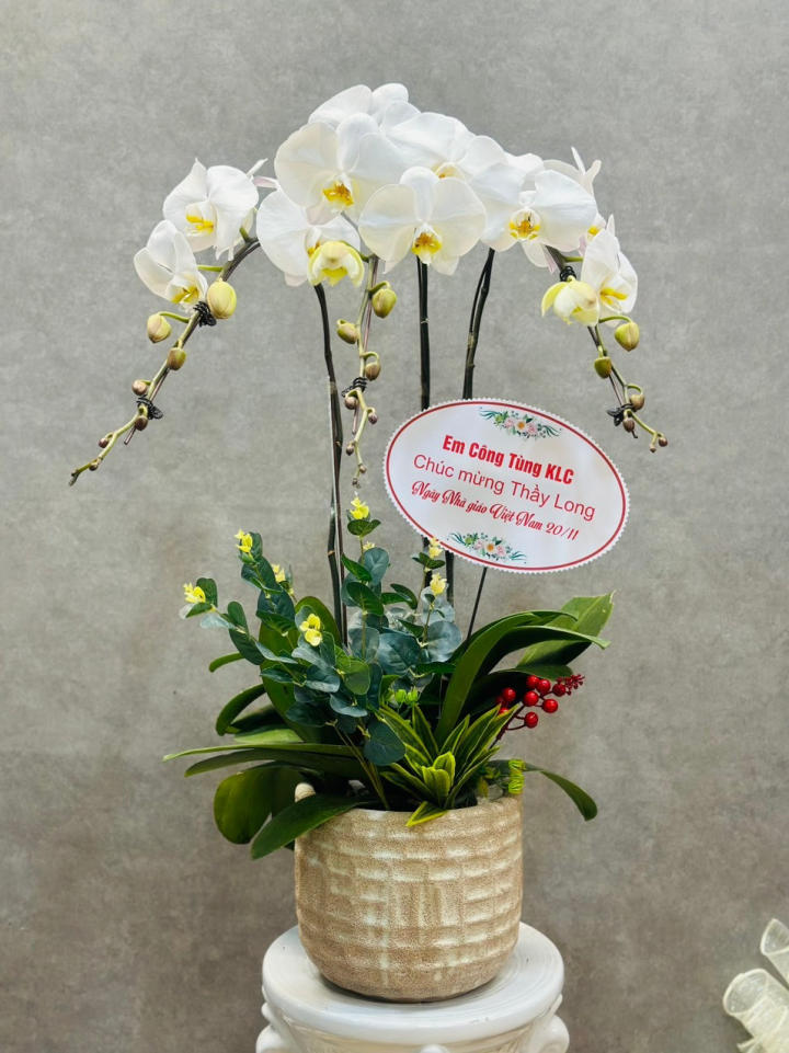 chậu lan hồ điệp, chậu lan hồ điệp đẹp, chậu lan hồ điệp khai trương, chậu lan hồ điệp sinh nhật