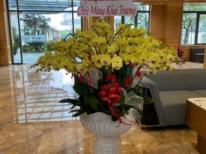 chậu lan hồ điệp, chậu lan hồ điệp đẹp, chậu lan hồ điệp khai trương, chậu lan hồ điệp sinh nhật