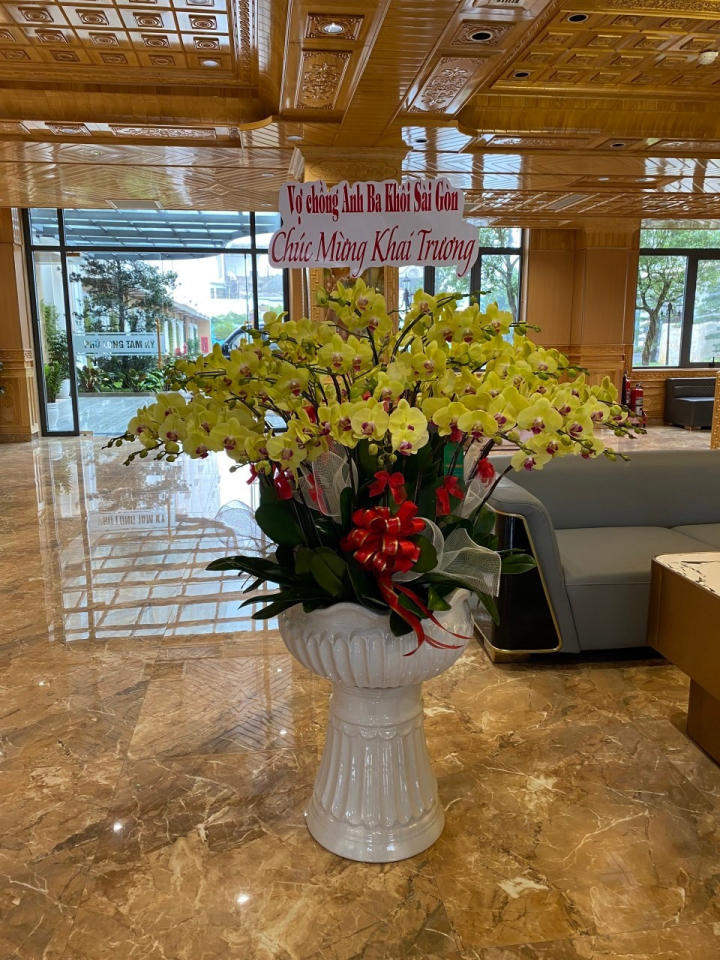 chậu lan hồ điệp, chậu lan hồ điệp đẹp, chậu lan hồ điệp khai trương, chậu lan hồ điệp sinh nhật