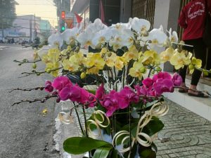 chậu lan hồ điệp, chậu lan hồ điệp đẹp, chậu lan hồ điệp khai trương, chậu lan hồ điệp sinh nhật