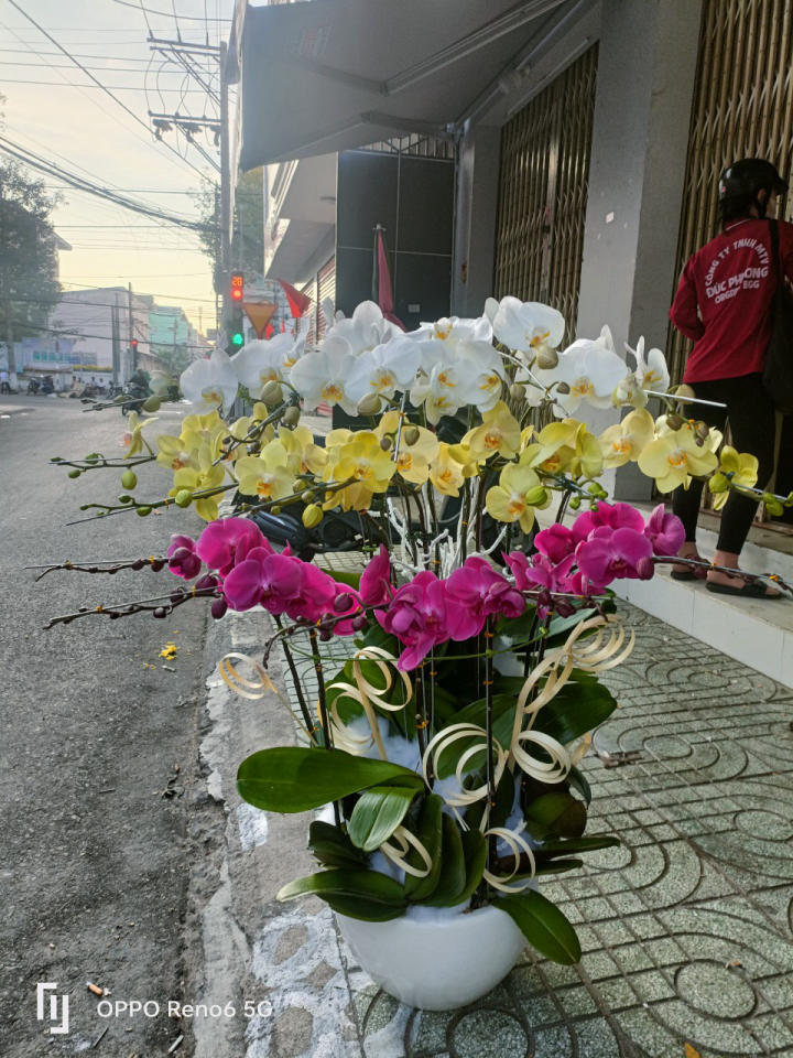 chậu lan hồ điệp, chậu lan hồ điệp đẹp, chậu lan hồ điệp khai trương, chậu lan hồ điệp sinh nhật