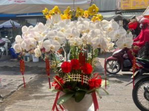 chậu lan hồ điệp, chậu lan hồ điệp đẹp, chậu lan hồ điệp khai trương, chậu lan hồ điệp sinh nhật