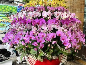 chậu lan hồ điệp, chậu lan hồ điệp đẹp, chậu lan hồ điệp khai trương, chậu lan hồ điệp sinh nhật