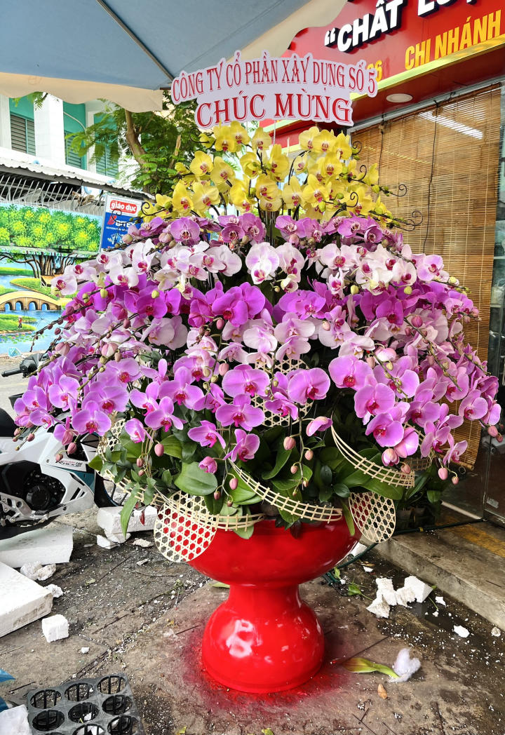 chậu lan hồ điệp, chậu lan hồ điệp đẹp, chậu lan hồ điệp khai trương, chậu lan hồ điệp sinh nhật