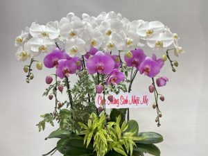 chậu lan hồ điệp, chậu lan hồ điệp đẹp, chậu lan hồ điệp khai trương, chậu lan hồ điệp sinh nhật