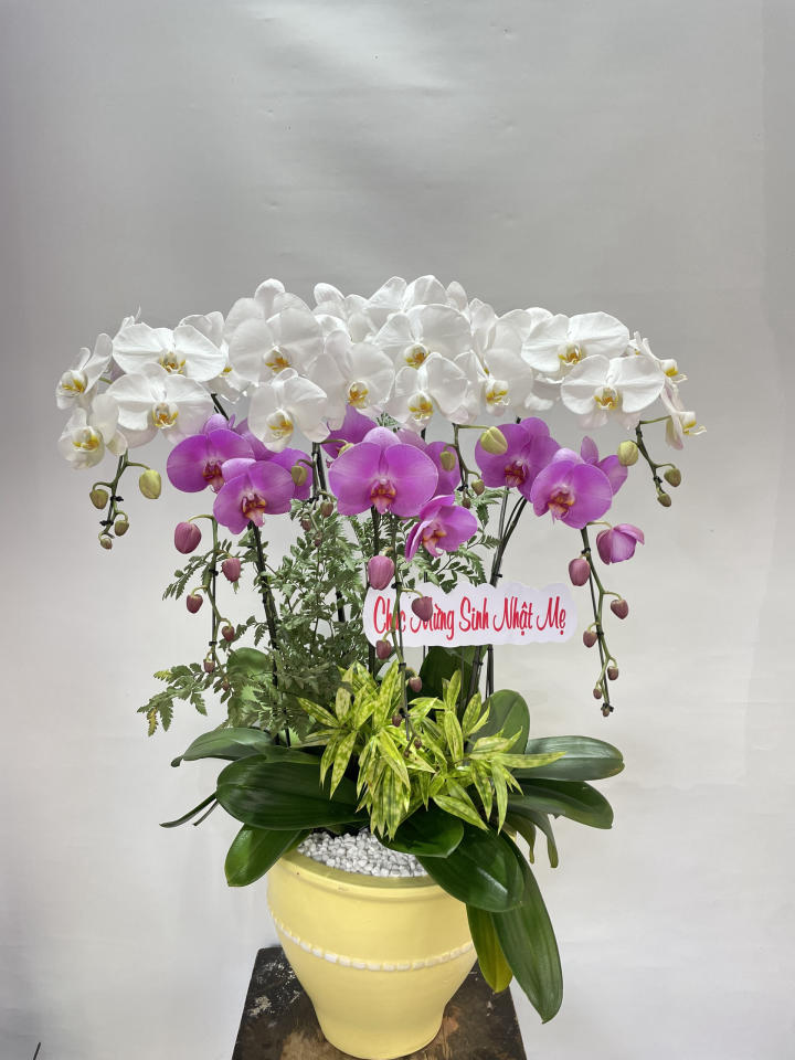chậu lan hồ điệp, chậu lan hồ điệp đẹp, chậu lan hồ điệp khai trương, chậu lan hồ điệp sinh nhật