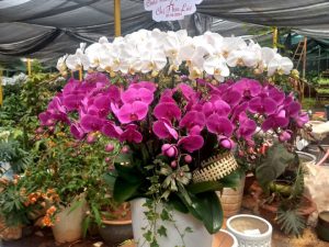 chậu lan hồ điệp, chậu lan hồ điệp đẹp, chậu lan hồ điệp khai trương, chậu lan hồ điệp sinh nhật