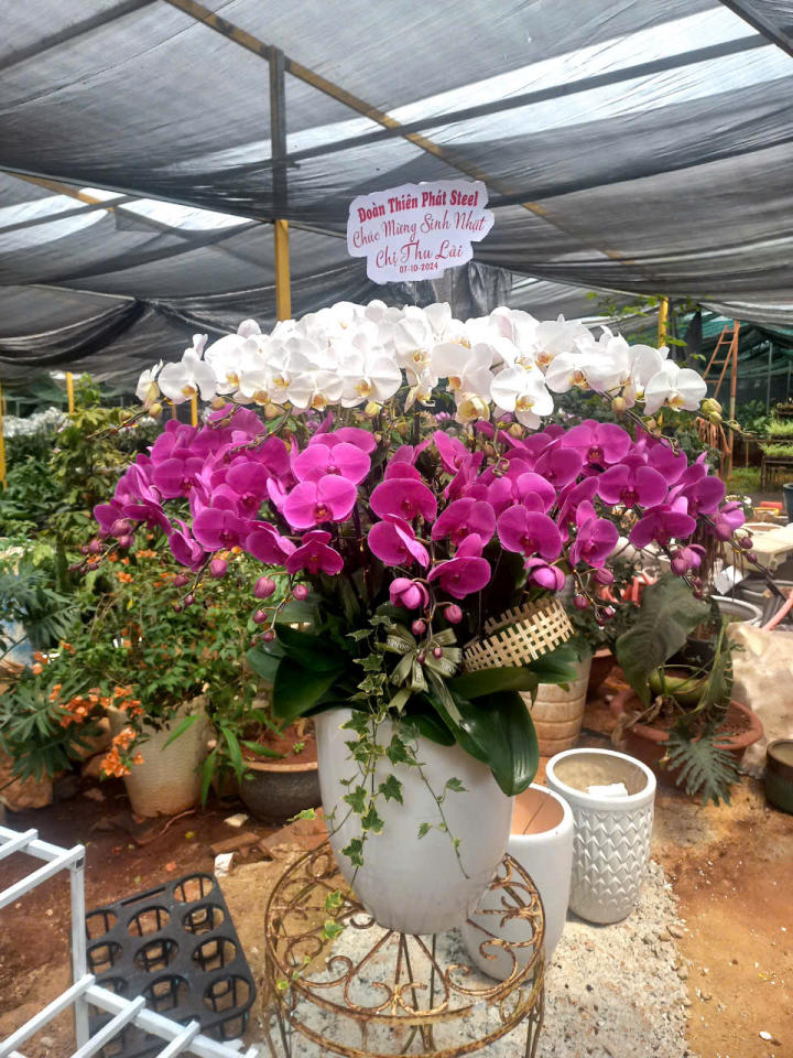 chậu lan hồ điệp, chậu lan hồ điệp đẹp, chậu lan hồ điệp khai trương, chậu lan hồ điệp sinh nhật