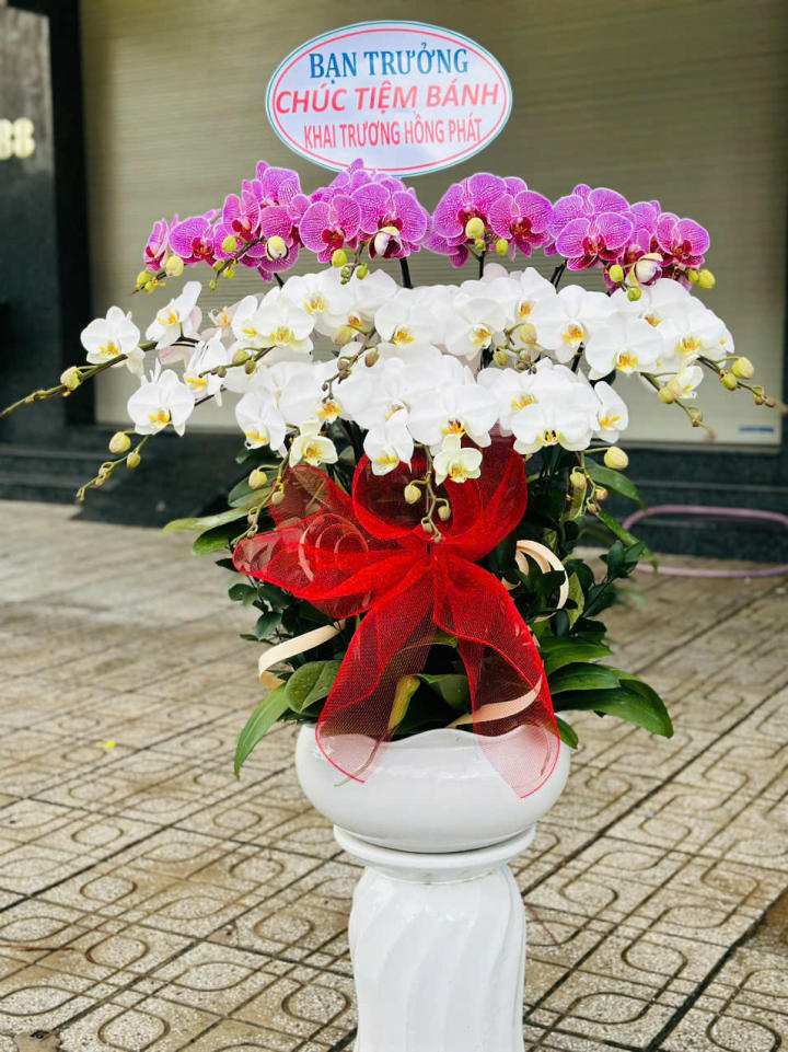 chậu lan hồ điệp, chậu lan hồ điệp đẹp, chậu lan hồ điệp khai trương, chậu lan hồ điệp sinh nhật