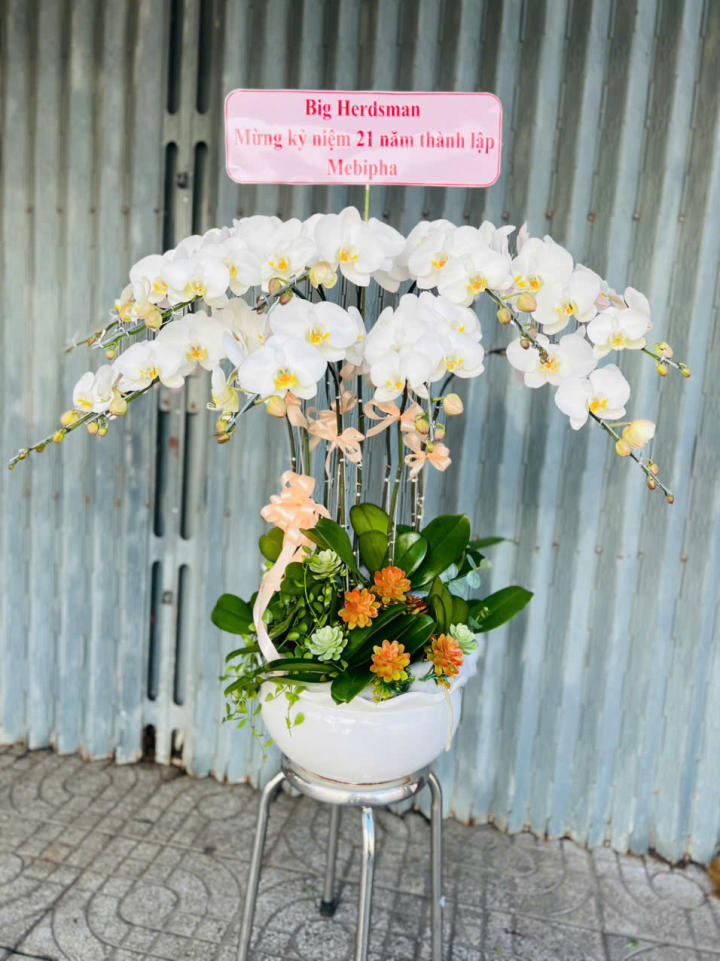 chậu lan hồ điệp, chậu lan hồ điệp đẹp, chậu lan hồ điệp khai trương, chậu lan hồ điệp sinh nhật